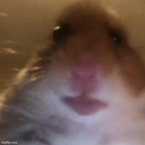 Hampter | image tagged in hampter | made w/ Imgflip meme maker
