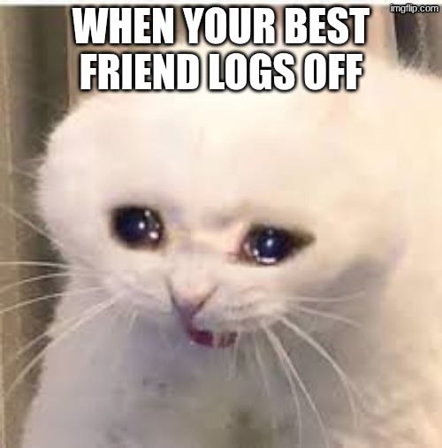 NOOOOOOOOO | when your best friend logs off | image tagged in cat,funny,sad,sad cat,meme,bestfriend | made w/ Imgflip meme maker