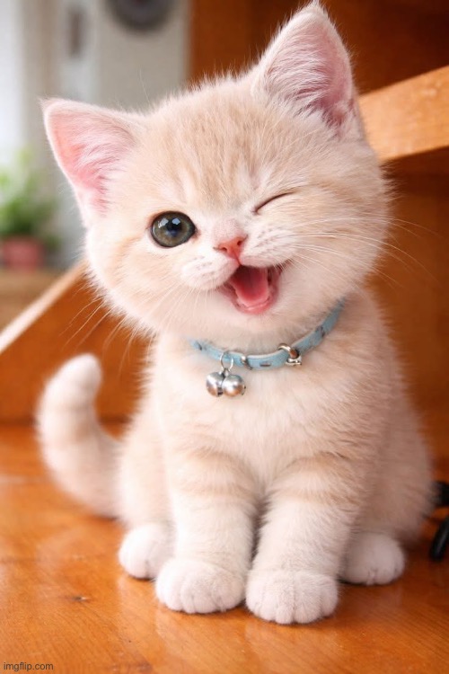 Cute kitty | image tagged in cute kitty | made w/ Imgflip meme maker