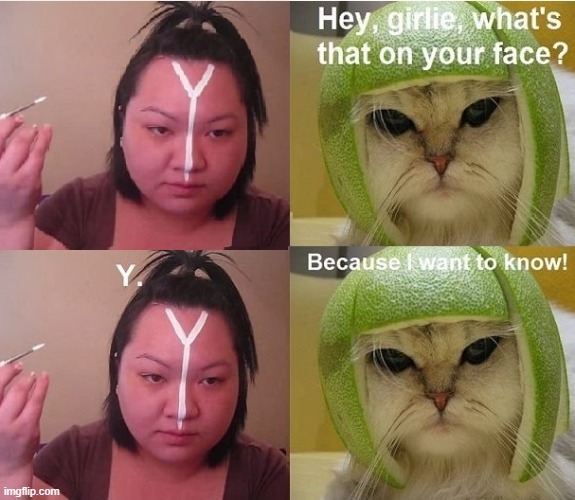 Y-Face Girl and Cat With Lime Helmet | image tagged in girl,girl with y face,cat in lime helmet | made w/ Imgflip meme maker