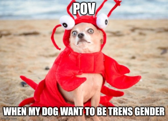 Screenshot 2026-06-04 13.14.40.png | pov; when my dog want to be trens gender | image tagged in screenshot 2026-06-04 13 14 40 png | made w/ Imgflip meme maker