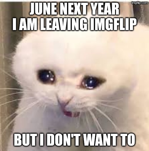 bye soon | June next year I am leaving imgflip; but I don't want to | image tagged in whyyyyyyyy,noooo,sad cat,cat,sad | made w/ Imgflip meme maker