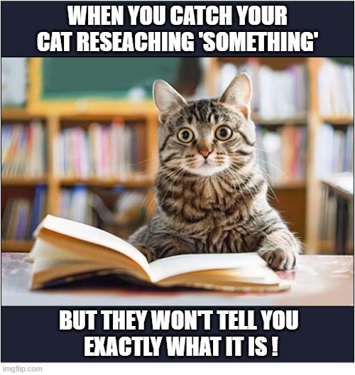 Suspicious Behaviour In The Library ! | When you catch your cat reseaching 'something'; But they won't tell you
 exactly what it is ! | image tagged in cats,library,research cat,suspicious cat | made w/ Imgflip meme maker