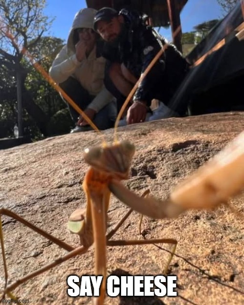Mantis Selfie | say cheese | image tagged in funny,memes | made w/ Imgflip meme maker
