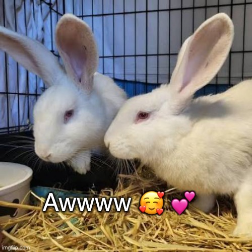 Awwww 🥰 💕 | image tagged in cute,animals,memes | made w/ Imgflip meme maker