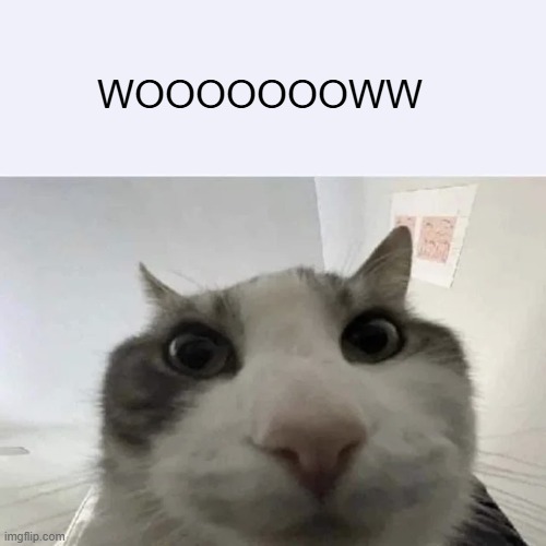 green text cat | WOOOOOOOWW | image tagged in green text cat | made w/ Imgflip meme maker