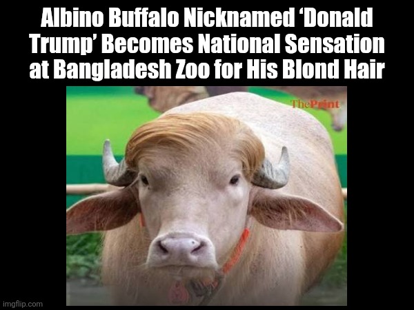 Donald Trump Buffalo | Albino Buffalo Nicknamed ‘Donald Trump’ Becomes National Sensation at Bangladesh Zoo for His Blond Hair | image tagged in donald trump | made w/ Imgflip meme maker