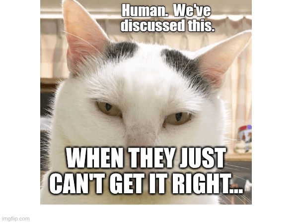 ANGY cat | When they just can't get it right... | image tagged in funny | made w/ Imgflip meme maker