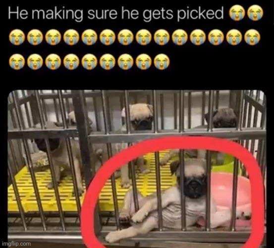 image tagged in memes,dogs,shitpost,pugs,sexy,choice | made w/ Imgflip meme maker