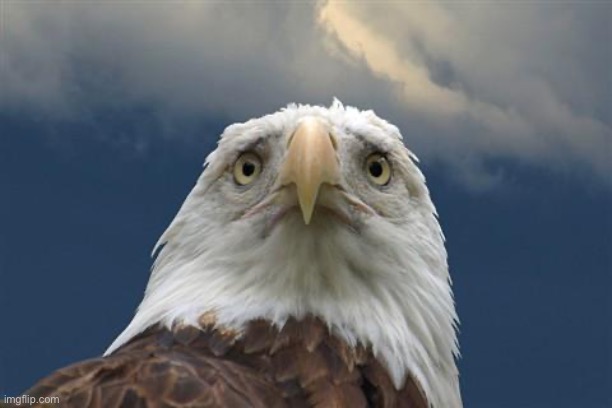 image tagged in sad american eagle | made w/ Imgflip meme maker