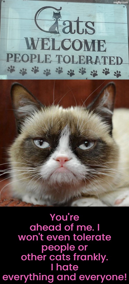 I Hate Everything | You're ahead of me. I won't even tolerate people or other cats frankly. I hate everything and everyone! | image tagged in cats,grumpy cat,hate,life sucks,intolerance,funny cats | made w/ Imgflip meme maker