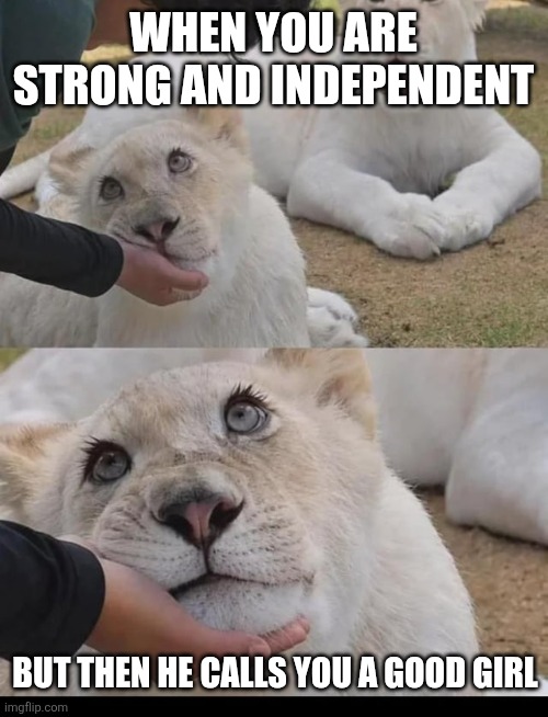 Feed me and tell me I'm pretty | When you are strong and independent; but then he calls you a good girl | image tagged in luna the lioness,funny,big cats,strong women,good girl | made w/ Imgflip meme maker