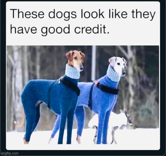 Lol tacky joke, I know!! | image tagged in funny,memes,dogs | made w/ Imgflip meme maker
