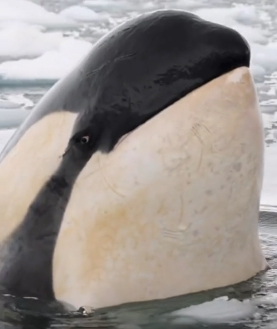Suspisious Killer Whale Blank Meme Template