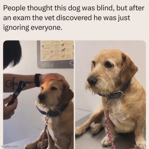 Ignoring everyone | image tagged in img_6174 jpeg,dog,blind,mother ignoring kid drowning in a pool | made w/ Imgflip meme maker