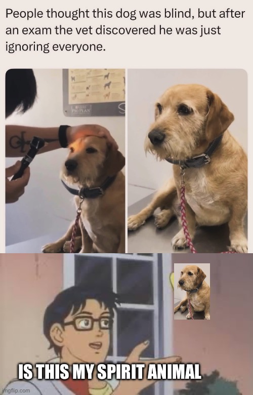 I found my spirit animal | Is this my spirit animal | image tagged in is this my spirit animal,spirit animal,dog,ignore | made w/ Imgflip meme maker