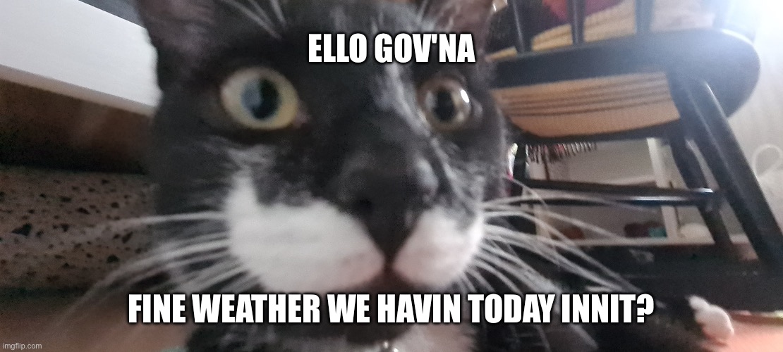 Bro how can he be so cuuuttteee | Ello gov'na; Fine weather we havin today innit? | image tagged in cat,cute,mustache | made w/ Imgflip meme maker