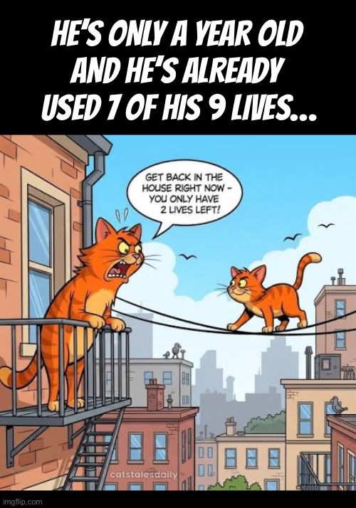 I don’t hold out much hope of him being able to hold on to those last 2 lives for very long | He’s only a year old 
and he’s already 
used 7 of his 9 lives… | image tagged in cats,comics/cartoons,orange tabbies,mom,get in here,lives | made w/ Imgflip meme maker