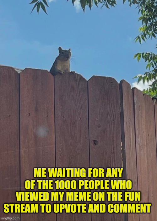 I must be nuts | Me waiting for any of the 1000 people who viewed my meme on the fun stream to upvote and comment | image tagged in waiting,squirrel,upvotes,comments,fun stream,nuts | made w/ Imgflip meme maker
