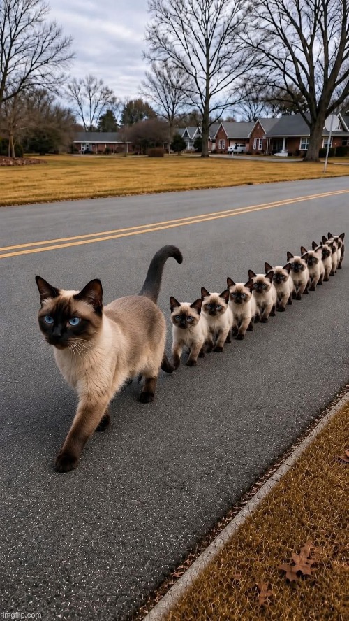 Walking kitty | image tagged in walking kitty | made w/ Imgflip meme maker