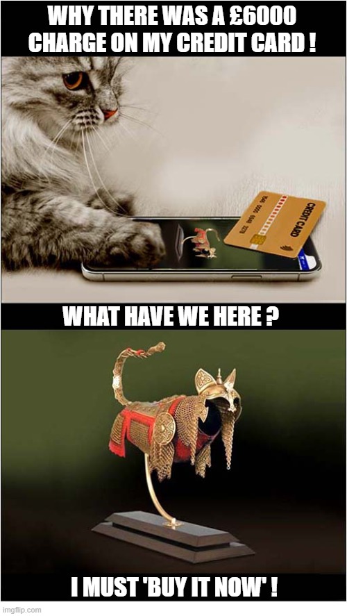 Never Leave Your Phone And Credit Card Unattended ! | Why there was a £6000 charge on my credit card ! What have we here ? I must 'buy it now' ! | image tagged in cats,credit card,online shopping,armour | made w/ Imgflip meme maker