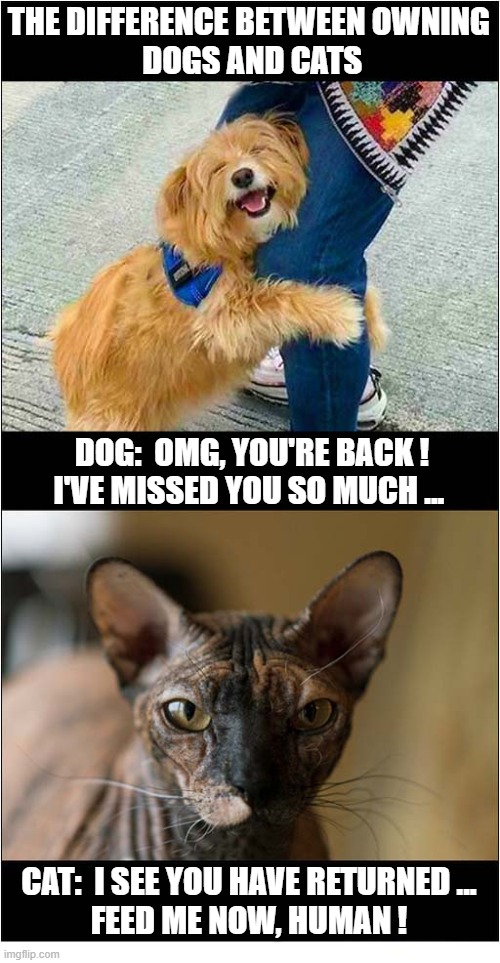 You Arrive Home ... | the difference between owning
 dogs and cats; Dog:  OMG, You're back !
I've missed you so much ... Cat:  I see you have returned ...
Feed me now, human ! | image tagged in dogs,cats,differences | made w/ Imgflip meme maker