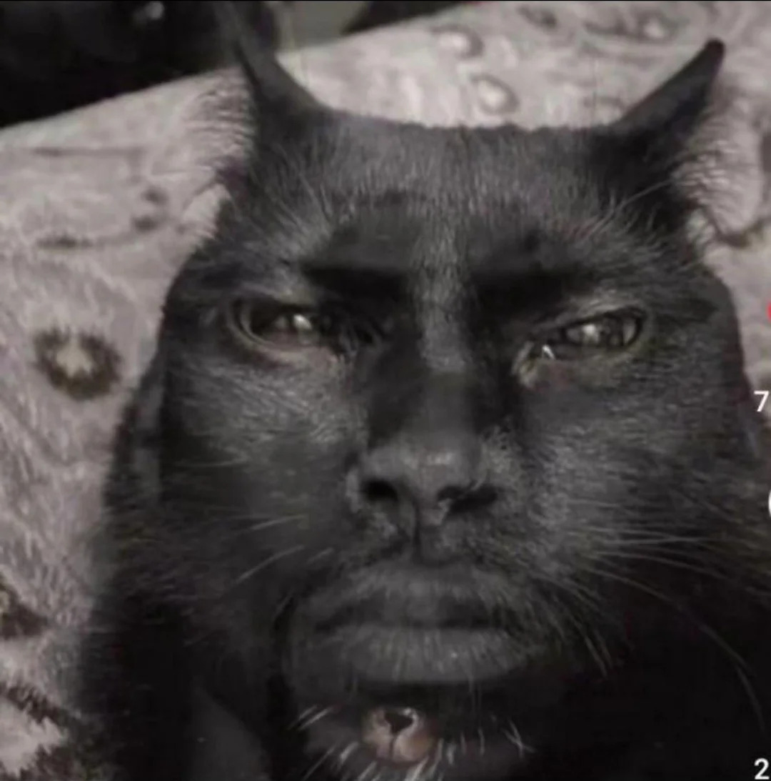Kevin Hart Cat Blank Meme Template