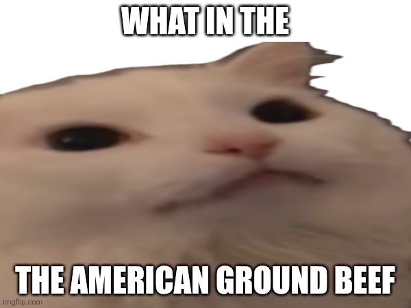 what in the the American ground beef | made w/ Imgflip meme maker