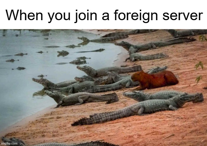 capybara-caimans-riverbank-brazil-peace-truce.jpg | When you join a foreign server | image tagged in capybara,alligators,crocodile,memes,server | made w/ Imgflip meme maker