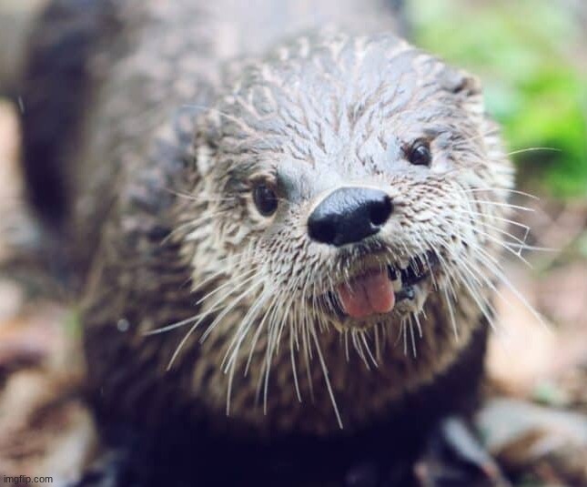 do y'all fw otters | made w/ Imgflip meme maker