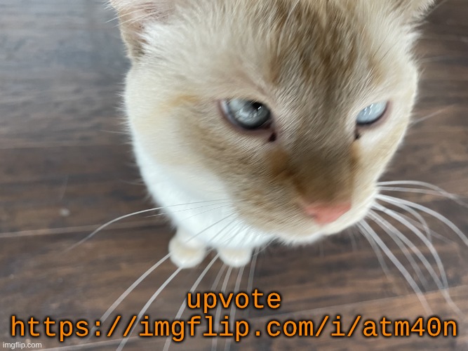 also in the image editor they made the text box resize handles look better so that's cool | upvote
https://imgflip.com/i/atm40n | image tagged in cheze's cat | made w/ Imgflip meme maker