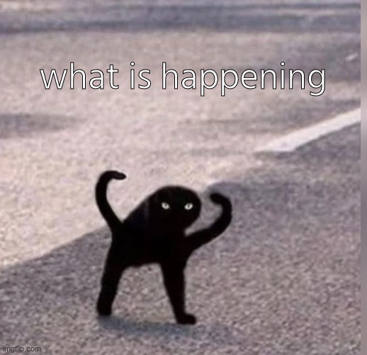 Cursed Cat | what is happening | image tagged in cursed cat | made w/ Imgflip meme maker
