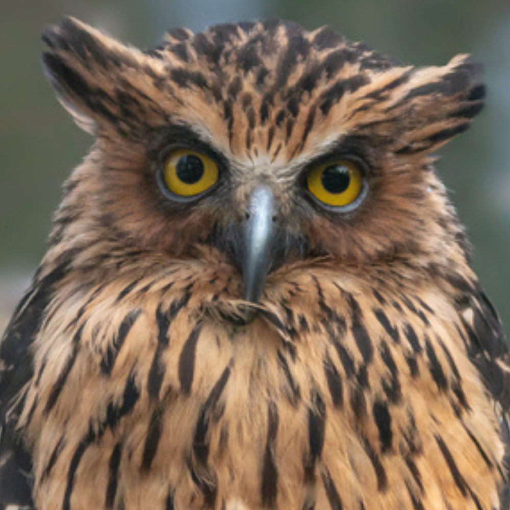 Buffy fish owl Blank Meme Template