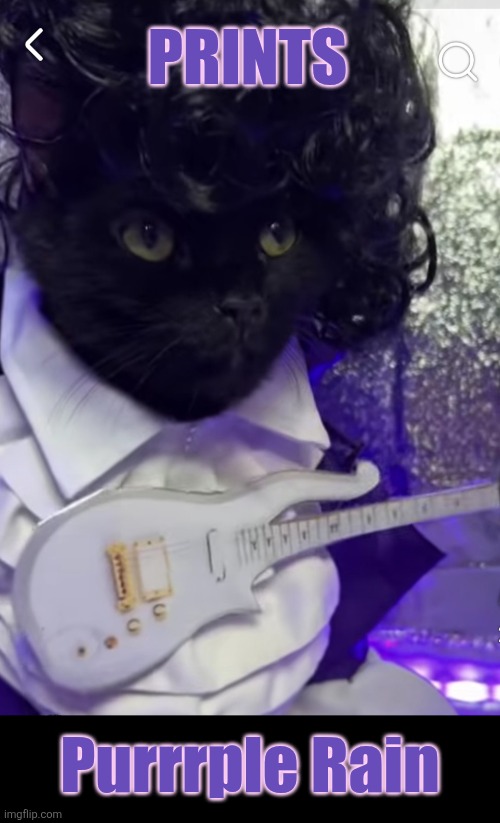 Lets go crazy | Prints; Purrrple Rain | image tagged in prince,purple rain,funny cats | made w/ Imgflip meme maker