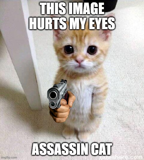 Assassin cat | this image hurts my eyes; assassin cat | image tagged in memes,cute cat | made w/ Imgflip meme maker