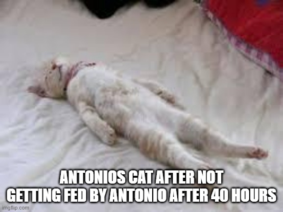 dead cat | antonios cat after not getting fed by antonio after 40 hours | image tagged in dead cat | made w/ Imgflip meme maker