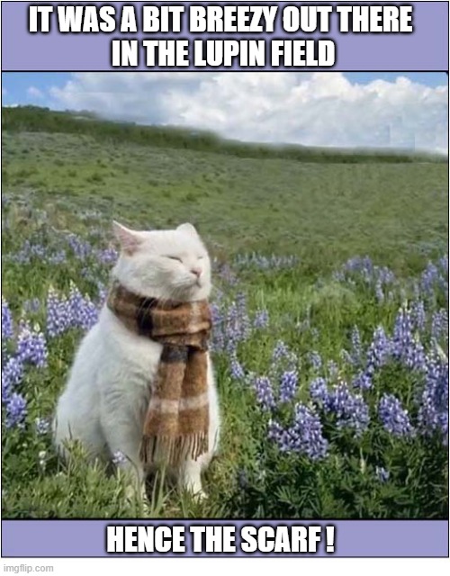 Just A Summery Picture | It Was a Bit Breezy Out There
 In The Lupin Field; hence the scarf ! | image tagged in cats,lupin,field,breezy,scarf | made w/ Imgflip meme maker