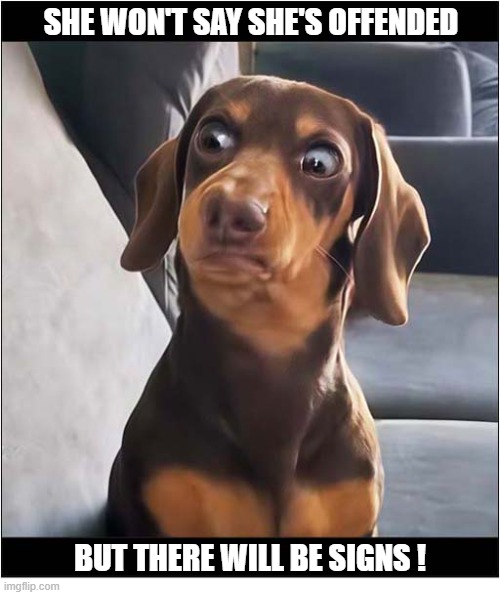 That Look ! | She won't say she's offended; but there will be signs ! | image tagged in dogs,that look,offended | made w/ Imgflip meme maker
