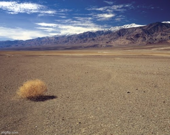 Chats dry as hell rn | image tagged in desert tumbleweed | made w/ Imgflip meme maker