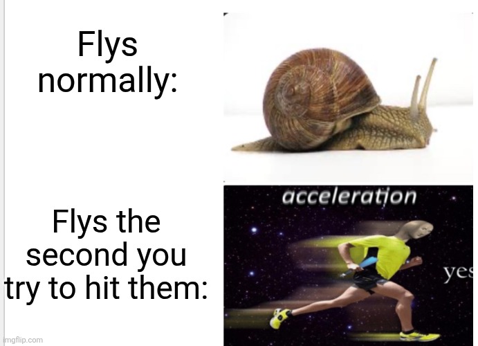 Flys just be ragebaiting us | Flys normally:; Flys the second you try to hit them: | image tagged in acceleration yes,fly,insects,memes,funny,annoying | made w/ Imgflip meme maker