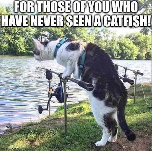 For Those Of You Who Have Never Seen A Catfish! | For those of you who have never seen a catfish! | image tagged in chrisjoines1 | made w/ Imgflip meme maker