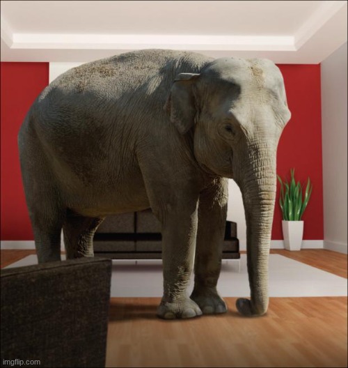 Elephant In The Room | image tagged in elephant in the room | made w/ Imgflip meme maker