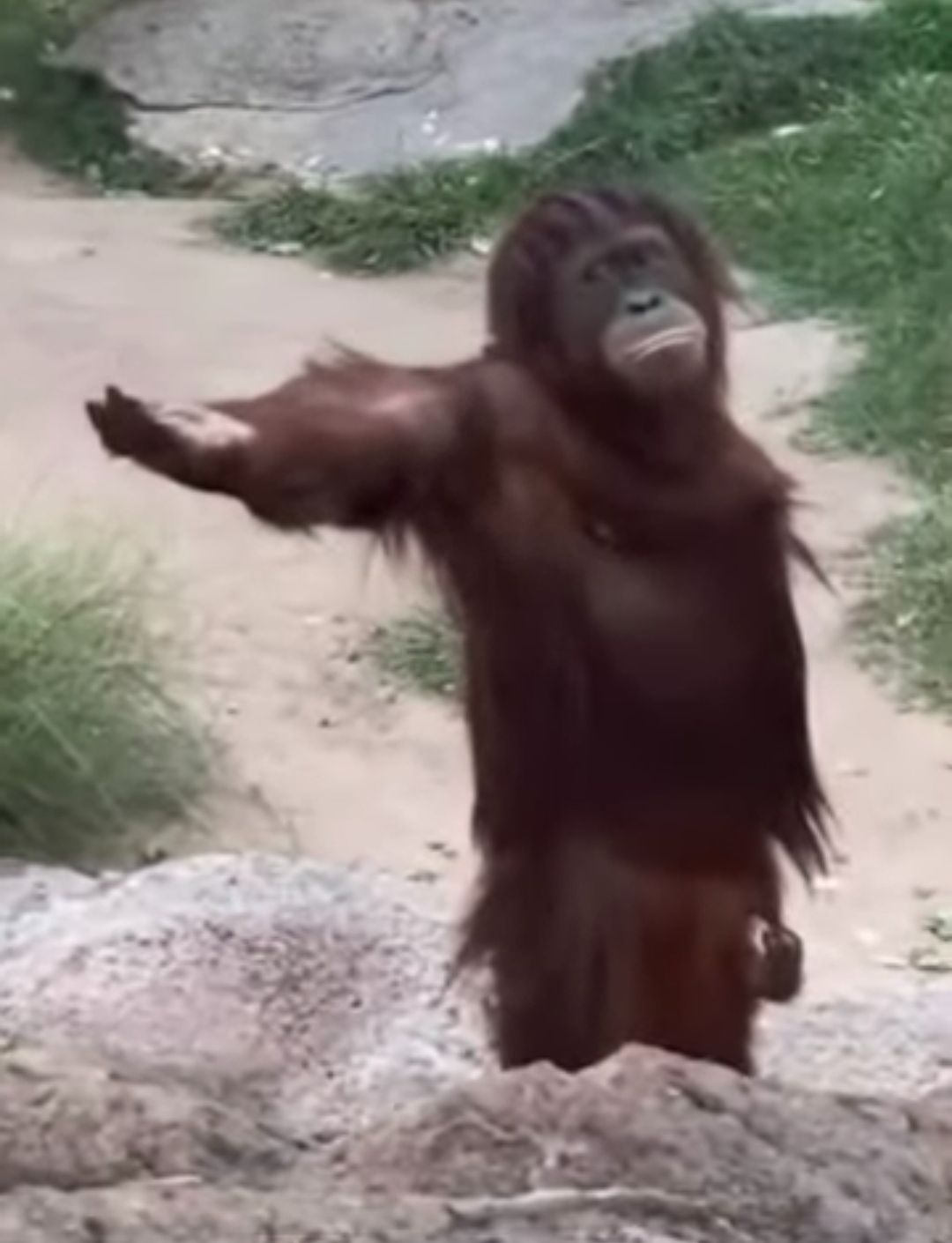 Begging monkey Blank Meme Template