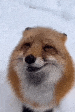 Petting Fox Blank Meme Template