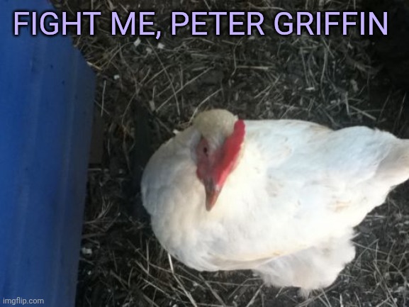 Angry Chicken Boss | Fight me, peter Griffin | image tagged in memes,angry chicken boss | made w/ Imgflip meme maker