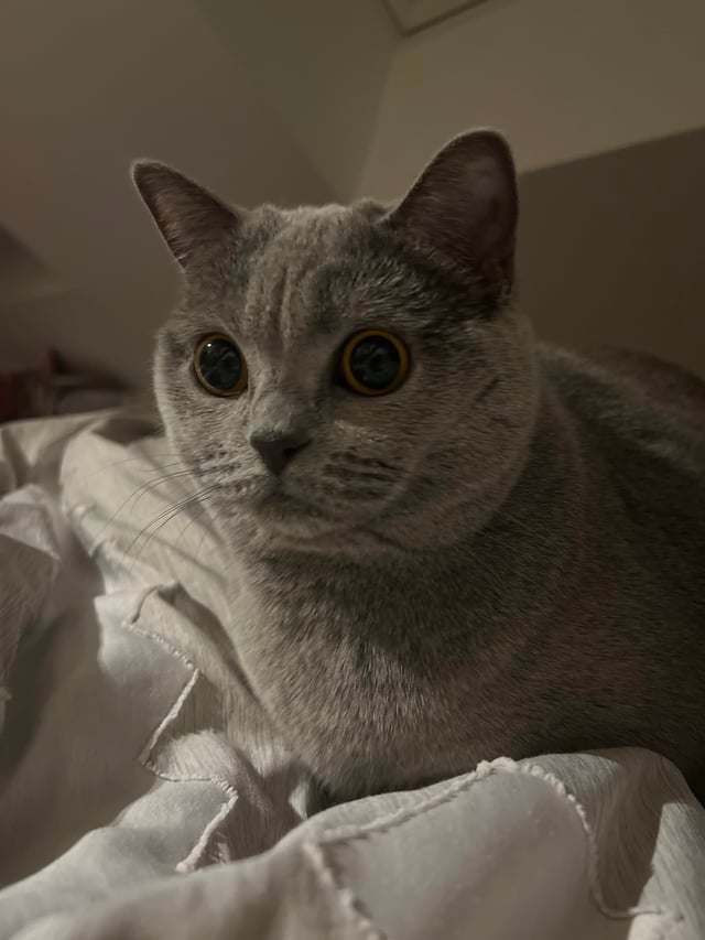 Cat what Blank Meme Template