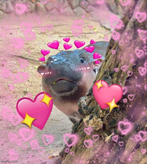 Who is she? A cutie! | image tagged in moo deng,cute animals,wholesome | made w/ Imgflip meme maker
