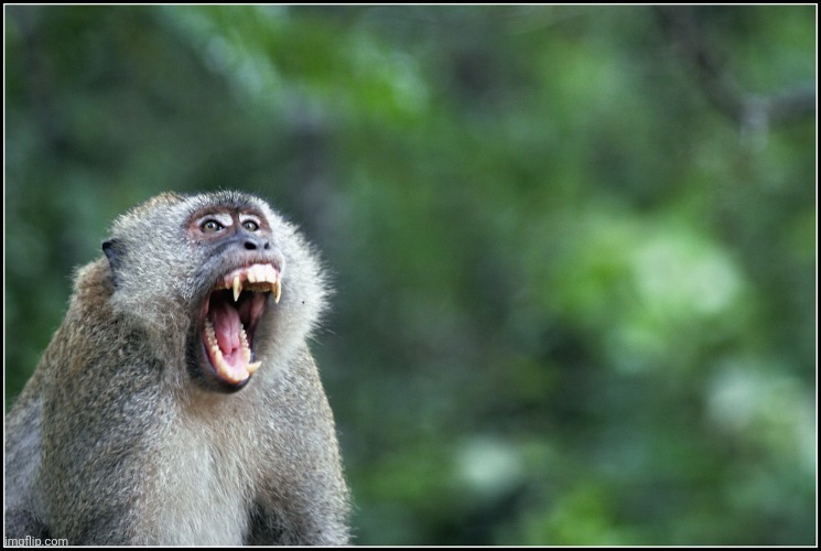 Screeching monkey's of the apocalypse | image tagged in screeching monkey's of the apocalypse | made w/ Imgflip meme maker