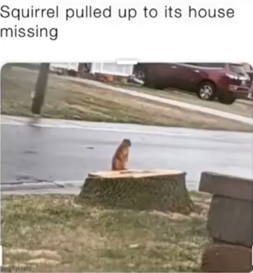 image tagged in squirrels,squirrel,house,tree,missing,sad | made w/ Imgflip meme maker