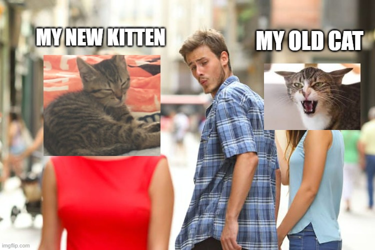Distracted Cat Owner | my new kitten; my old cat | image tagged in memes,distracted boyfriend,cats,kittens | made w/ Imgflip meme maker